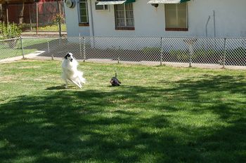 Sonny and Drum (Borzoi) playing in the yard! Looks like Sonny likes the bigs dogs just like Baron! lol

