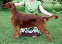 Bode at the Irish Setter National at 12 months old.  He went third out of 23 dogs!
