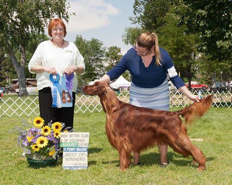 "Flynn Ryder"
GCH. CH. Sweetwood's Tangled Up In You
SR818828/01
(GCH. GCH CH Bellary N Beaubriar Wolverine x GCH CH Heatherwood's Hot Tamale)
