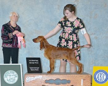 Boomer wins a pupppy sporting goup 1 at his first show!

