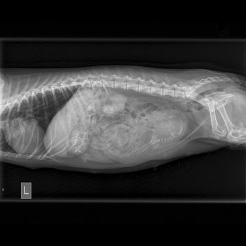 Here is Jersey's xray taken on Jan. 4th, 2013.  Another singleton....darn it!  Oh well, I know this puppy will be as special as Caper!

