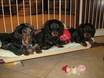 Sasha laying with her two nephews (Boot's puppies). She has been such a good "auntie"!
