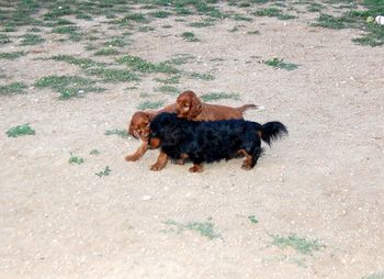 The puppies also enjoyed playing with my dachshund Baron...and Baron had fun playing with dogs his own size!!
