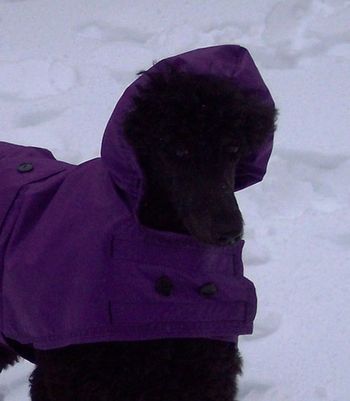 Ohhhh, could this be America's next top poodle model? Lizzie's outdoors winter wear photo shoot.
