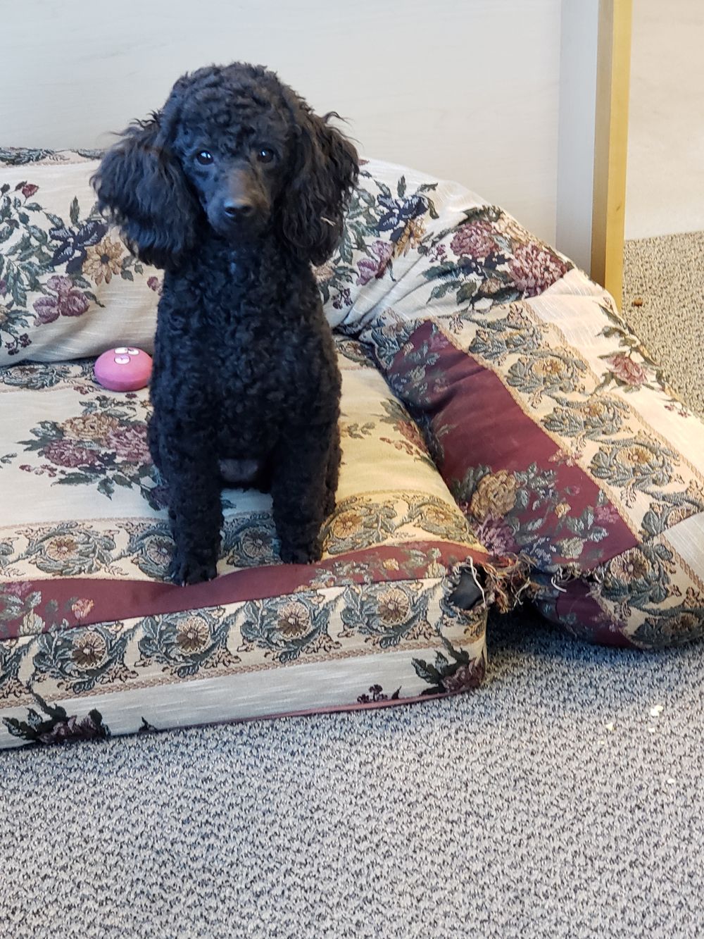 3 year old  12" small Mini girl available