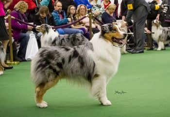 Westminster Kennel Club 2013
