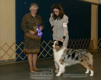 Kyan's first ASCA Major under breeder judge Susan Moorehead.
