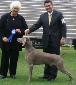 Am & Aust Ch Pewterun Greydove Black Magic Imp USA Multi Best in Show Winner s. Am Ch Camelots Go For The Gold BROM d. Am/Can/Intl Ch Silversmith Pewtrun Betsy Ross
