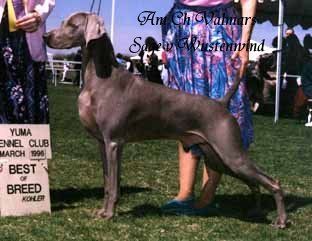 Am Ch Valmar's Sage v Wustenwind NSD, NRD, V, BROM Sage was the sire of 9 American and 7 Australian Champions. Not only a showdog but a retriever.
