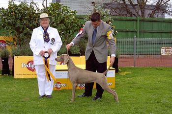 Melbourne Royal 2004 Puppy in Show Reserve Bitch Challenge - Runner Up to Best of Breed
