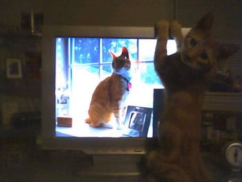 Linus as a baby fascinated by a pic of my original cat "Kitty" who had just died at the age of 17.
