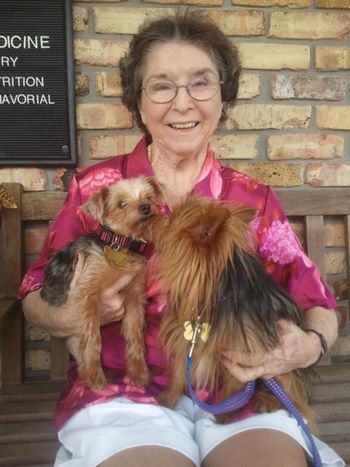 my Mom and her new babies..Arnie and Elmo, rescued from FL Little Dog Rescue
