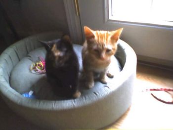 Ella and Linus as kittens. I rescued them from behind the Louise Mandrell theatre. We rescued over a dozen ferel cats from there
