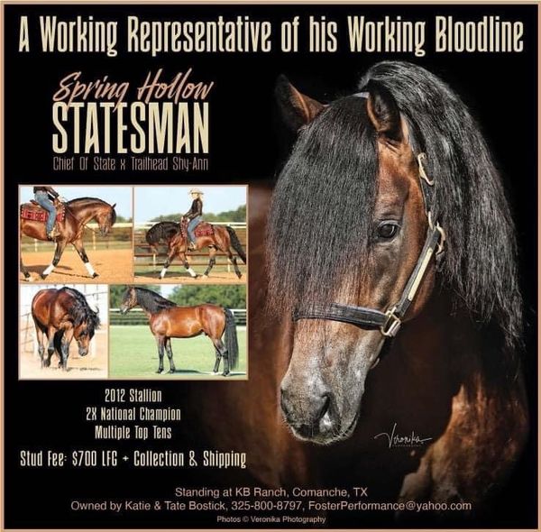Kist is bred to Spring Hollow Statesman for a 2022 foal