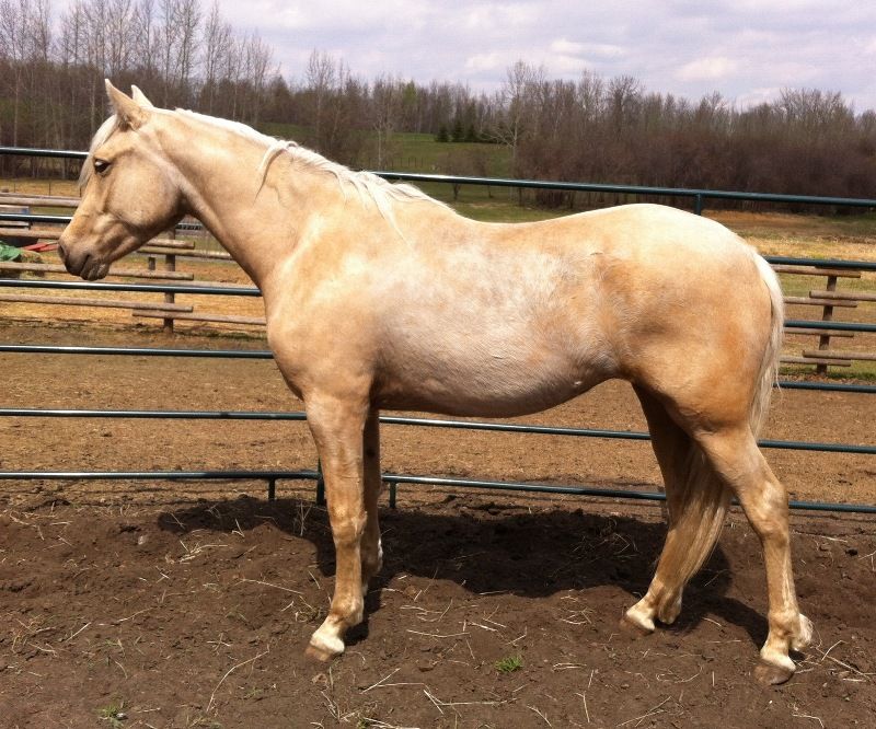 2012 Mare - Tangowood's Fire It Up (Tangowood's Wings of War x Ayesha's Miss Model) - Sweden
