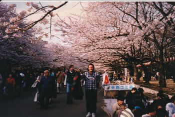 'Sakura' -  cherry blossom time. Very important Japanese celebration.
