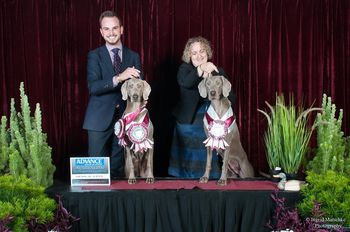 Sam (Right) with Addison Top 20 Weimaraners at 2017 National
