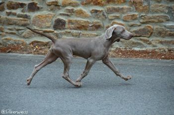 Kristo trotting in street at 3.5 months
