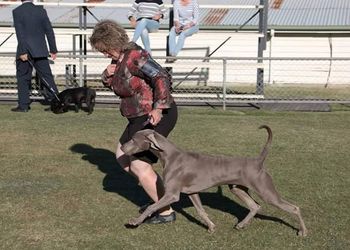 Nixon on his way to winning Puppy In Show
