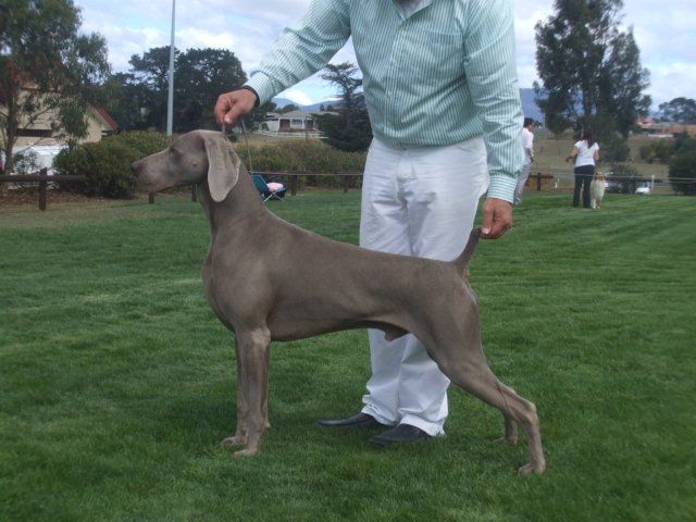 Ghostwind Weimaraners - Docker