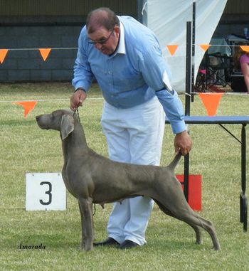 Gr Ch. Ghostwind Picture Perfect - Ulverstone Kennel Club February 2009
