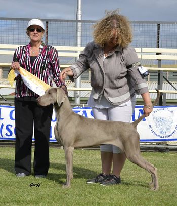 Sam winning PUPPY INS HOW at Kennel Club South Champ Show under Mrs C Camac (VIC)
