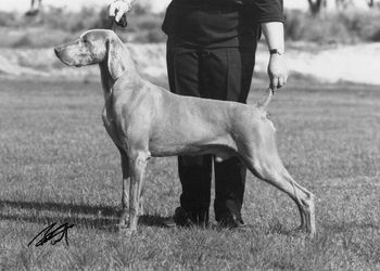 Ch Ghostwind Claiming Fame - One of Australia's greatest winning Weimaraners
