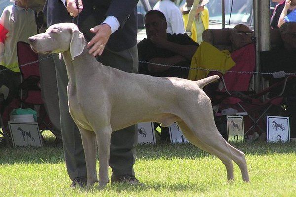 Ghostwind Weimaraners - Mac