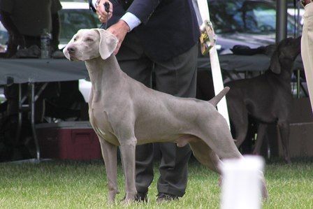 Ghostwind Weimaraners - Mac