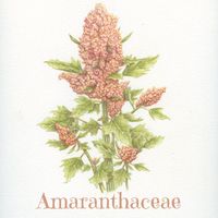 Amaranthaceae by Carmen Porter