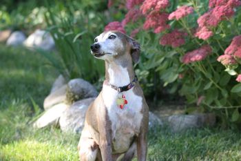 Sealy, the Italian Greyhound
