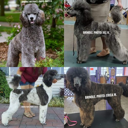 Alue Standard Poodles Multi Colors   Meta EyJzcmNCdWNrZXQiOiJiemdsZmlsZXMifQ   