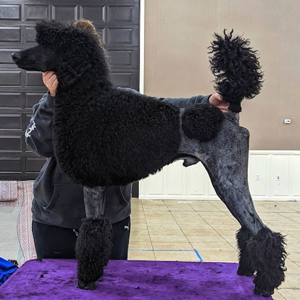 are poodles naturally skinny