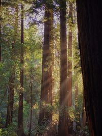 Redwood Dulcimer Day