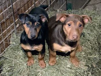 Smaller black and tan female and chocolate and tan male
