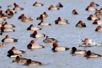 2021-Redheads and Greater Scaups & Lesser Scaups

