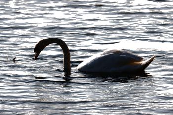 Mute Swan
