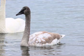 2021-Tundra Swan - Juvenile
