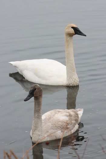 2023-Tundra Swans
