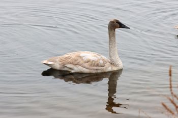 2023-Tundra Swan
