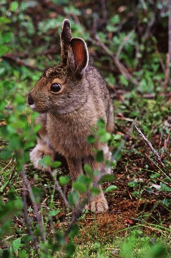 2008-Arctic Hare
