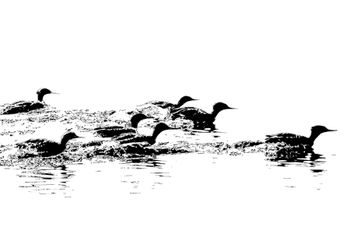 2002-IRNP-Mergansers on the Move
