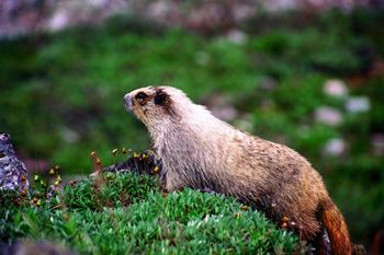 2008-Hoary Marmot -Denali, Alaska
