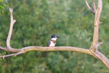 Belted Kingfisher 2
