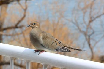 2022-Mourning Dove
