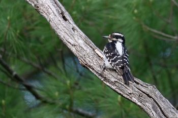 Downy Woodpecker
