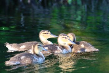Mallard Ducklings
