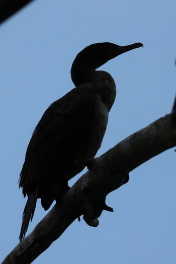2022-Double-crested Cormorant
