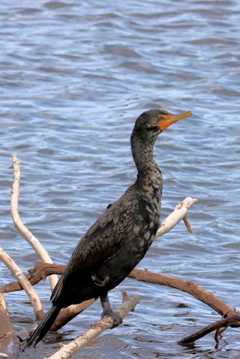 Double-crested Cormorant
