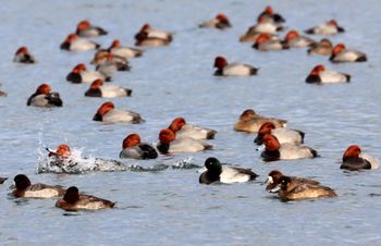 Redheads and Greater Scaups and Lesser Scaups
